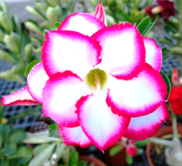 Adenium serie a fleurs rose et blancs graines de bambous fr