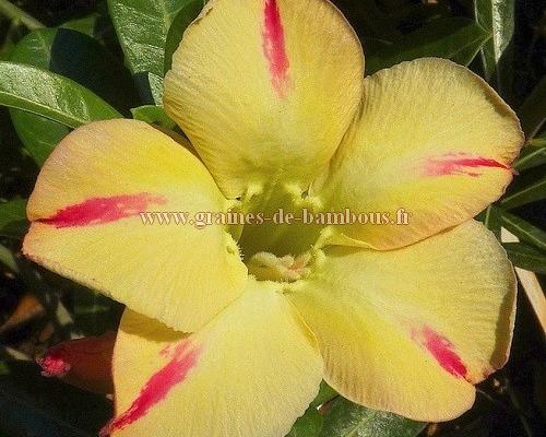 Adenium star of yellow dream