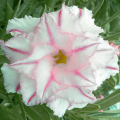 Adenium strawberry milk graines de bambous fr