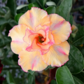 Adenium sugar orange graines de bambous fr