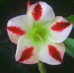 Adenium white phoenix graines de bambous fr