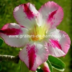 Adenium arabicum graines seeds samen 1