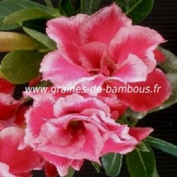 Adenium arabicum graines seeds samen 2