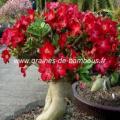 Adenium arabicum graines seeds samen 4