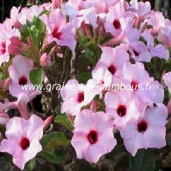 Adenium arabicum graines seeds samen
