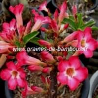 Adenium arabicum www graines de bambous fr 2