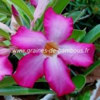 Adenium arabicum www graines de bambous fr 3