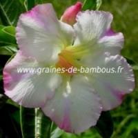 Adenium arabicum www graines de bambous fr 4