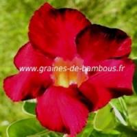 Adenium arabicum www graines de bambous fr 5