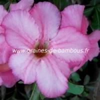 Adenium obesum rose du desert 10 graines www graines de bambous fr 1