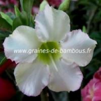 Adenium obesum rose du desert 10 graines www graines de bambous fr 2