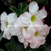 Adenium obesum rose du desert 10 graines www graines de bambous fr 4