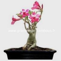 Adenium obesum rose du desert bonsai graines de bambous fr 5