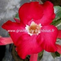 Adenium obesum rose du desert www graines de bambous fr 3