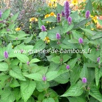 Agastache bleue réf.107