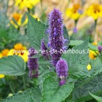 Agastache bleue