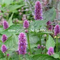 Agastache bleue