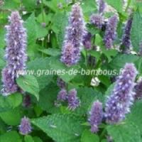 Agastache