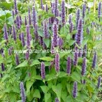 Agastache