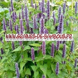 Agastache