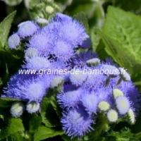 Ageratum blue mink