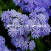 Ageratum blue