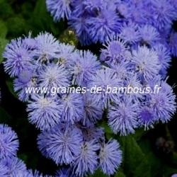 Ageratum houstonianum blue mink