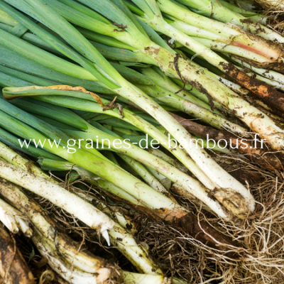 Allium fistulosum www graines de bambous fr 1