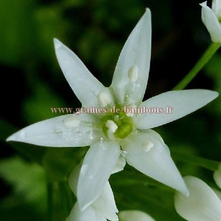 Allium ursinum fleur