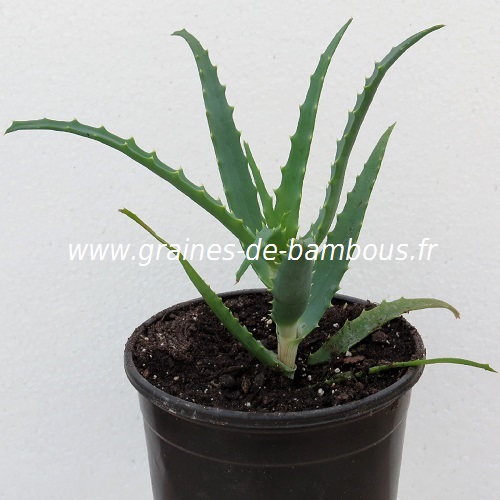 Aloe arborescens petit plant