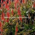 Aloe arborescens ou candelabre réf.408