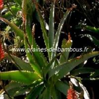 aloe-arborescens-www-graines-de-bambous-fr-3.jpg