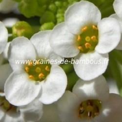 Alysse tapis de neige lobularia maritima graines de bambous fr