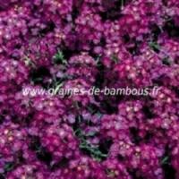 Alysse pourpre tapis royal graines de bambous fr