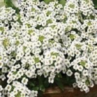 Alysse tapis de neige lobularia maritima graines de bambous fr