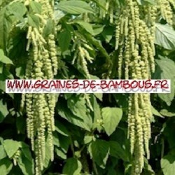 Amarante queue de renard verte amaranthus viridis green