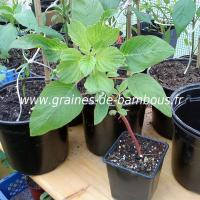 amaranthe-queue-de-renard-plant-www-graines-de-bambous-fr.jpg