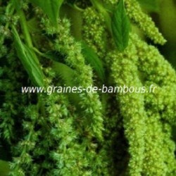 Amaranthe verte graines de bambous fr