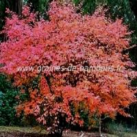 amelanchier-canadensis-arbre-www-graines-de-bambous-fr.jpg