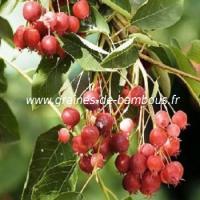amelanchier-canadensis-fruit-www-graines-de-bambous-fr-1.jpg