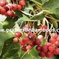 amelanchier-canadensis-fruit-www-grainesdebambous-com-1.jpg