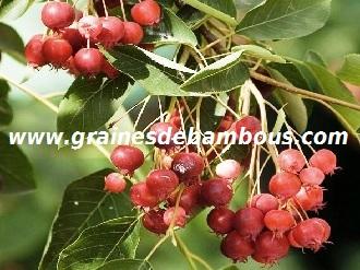 amelanchier-canadensis-fruit-www-grainesdebambous-com-1.jpg
