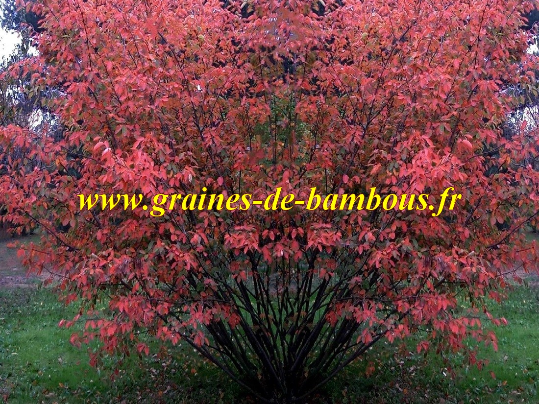 Amelanchier du canada canadensis lamarckii graines