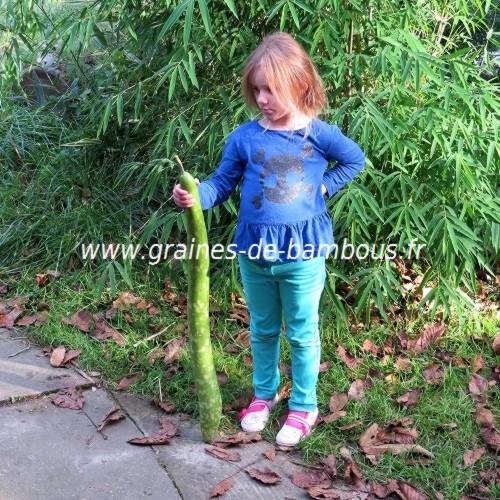 Amelie gourde serpent cucuzzi