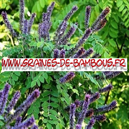 amorpha-fruticosa-1000-graines-www-graines-de-bambous-fr.jpg