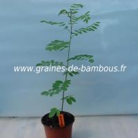 amorpha-fruticosa-plant-www-graines-de-bambous-fr.jpg