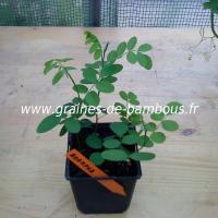 amorpha-fruticosa-semis-www-graines-de-bambous-fr.jpg