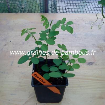 amorpha-fruticosa-www-graines-de-bambous-fr-1.jpg