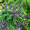 amorpha-fruticosa-www-graines-de-bambous-fr-1.jpg