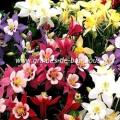 Ancolie aquilegia mix variee graines de bambous fr